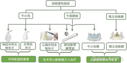 佰仁医疗投资要点-生物瓣龙头,产品线完整,国内生物瓣渗透率提升受益核心标的